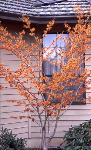 JELENA WITCH HAZEL