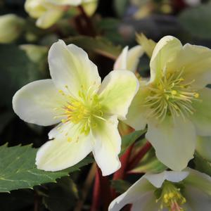 HONEYHILL JOY LENTEN ROSE
