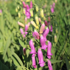 SPANISH PEAKS FOXGLOVE