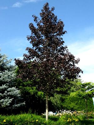 CRIMSON SUNSET® MAPLE