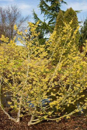 ARNOLD'S PROMISE WITCH HAZEL