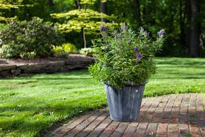 BLUE PUFFBALL™ CHASTE TREE