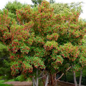 HOT WINGS® TATARIAN MAPLE