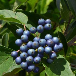 CAYENNE DOGWOOD