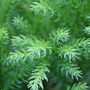 DWARF GLOBE JAPANESE CEDAR