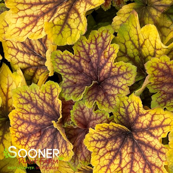 RED LIGHTNING CORAL BELLS