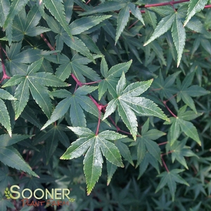 SHISHI YATSUBUSA DWARF UPRIGHT JAPANESE MAPLE