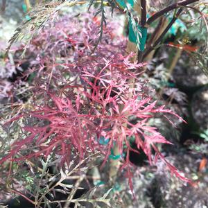 RED FILIGREE LACE WEEPING JAPANESE MAPLE