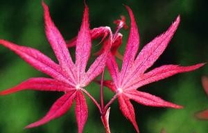 KASAGI YAMA UPRIGHT JAPANESE MAPLE