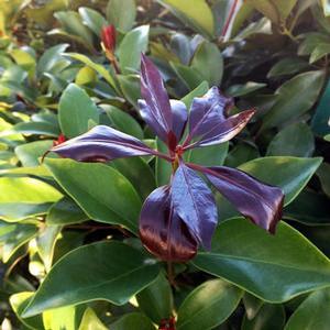 PURPLE GLAZE™ ILLICIUM