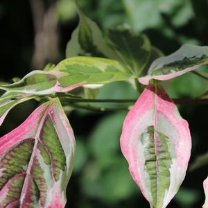 VARIEGATED STELLAR PINK™ DOGWOOD