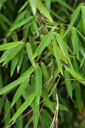 RED CLUMPING BAMBOO