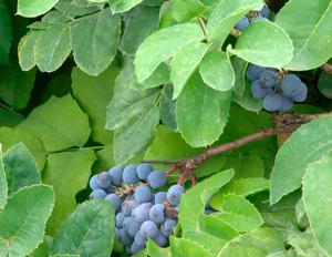 CREEPING MAHONIA