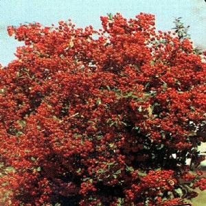 VICTORY PYRACANTHA