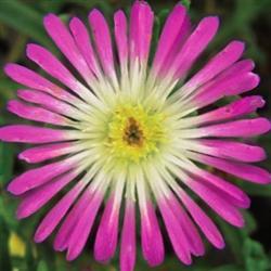 JEWEL OF DESERT ROSEQUARTZ ICE PLANT