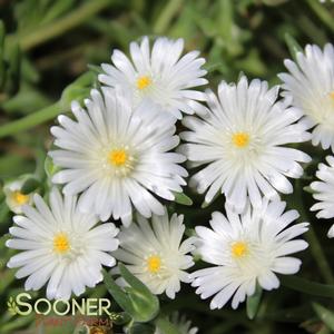 JEWEL OF DESERT MOONSTONE ICE PLANT