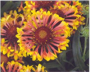 FANFARE BLANKET FLOWER