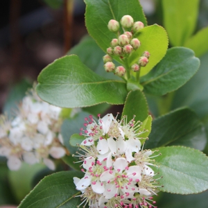 LOW SCAPE MOUND® CHOKEBERRY