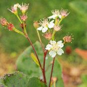 LOW SCAPE HEDGER® CHOKEBERRY