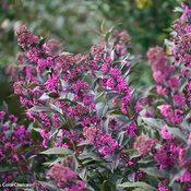 PEARL GLAM® BEAUTYBERRY