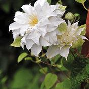 MADAME MARIA® CLEMATIS