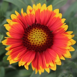 ARIZONA SUN BLANKET FLOWER