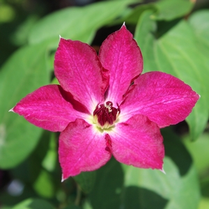 VIVA POLONIA CLEMATIS