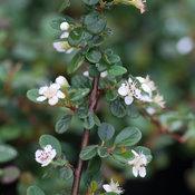 LITTLE DIPPER® COTONEASTER