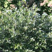 LITTLE GOBLIN® GUY MALE WINTERBERRY HOLLY