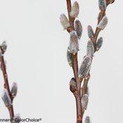 BLACK CAT® PUSSY WILLOW