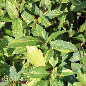 DOUBLE PLAY® PAINTED LADY® SPIRAEA