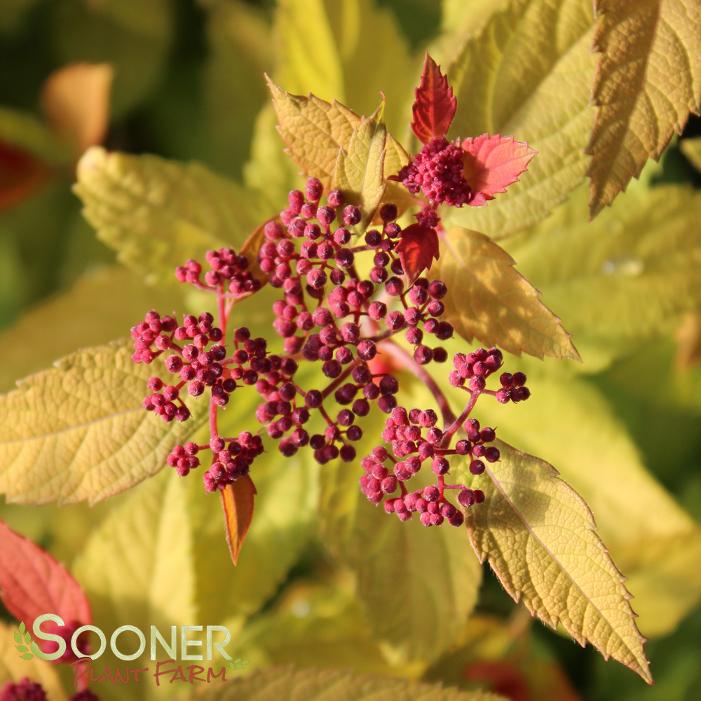 DOUBLE PLAY® CANDY CORN® SPIRAEA
