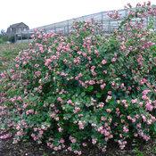 PROUD BERRY® CORALBERRY