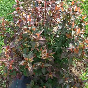 KODIAK® RED BUSH HONEYSUCKLE
