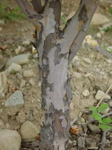 KOREAN STEWARTIA