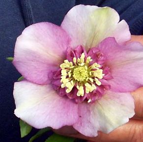 SUNSHINE SELECTIONS LENTEN ROSE