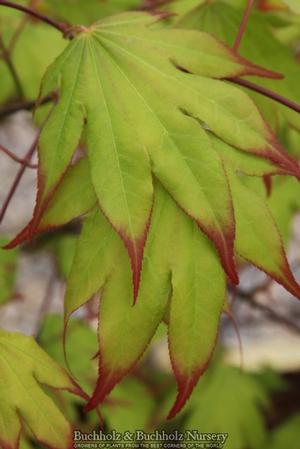 TSUMA BENI UPRIGHT JAPANESE MAPLE