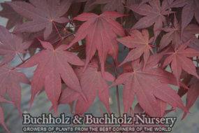 OKAGAMI UPRIGHT JAPANESE MAPLE