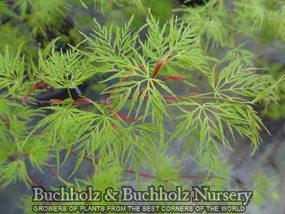 EMERALD LACE UPRIGHT JAPANESE MAPLE