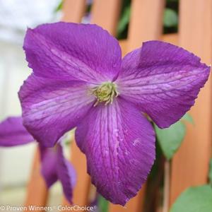 HAPPY JACK® PURPLE CLEMATIS
