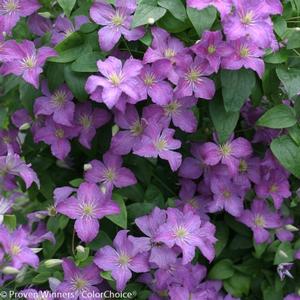 JOLLY GOOD™ CLEMATIS