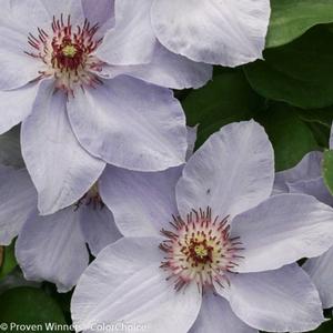 STILL WATERS™ CLEMATIS