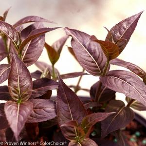 KODIAK® BLACK BUSH HONEYSUCKLE