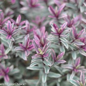 FROZEN FLAME HEBE