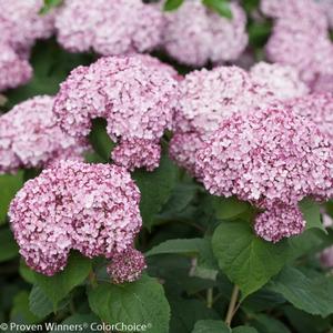 INCREDIBALL® BLUSH HYDRANGEA