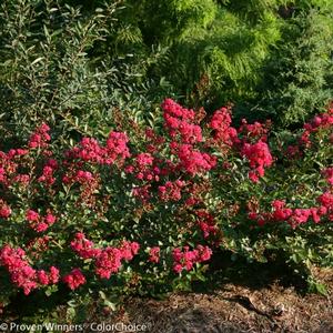 INFINITINI® MAGENTA CRAPEMYRTLE