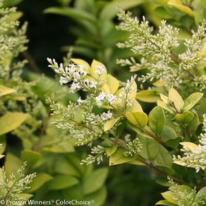 GOLDEN TICKET® PRIVET