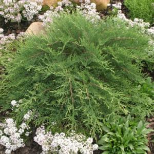 CELTIC PRIDE® SIBERIAN CYPRESS