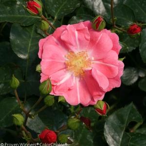 OSO EASY® PINK CUPCAKE ROSE