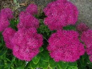 NEON SEDUM